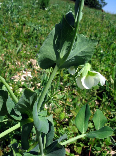 Pisum sativum / Pisello